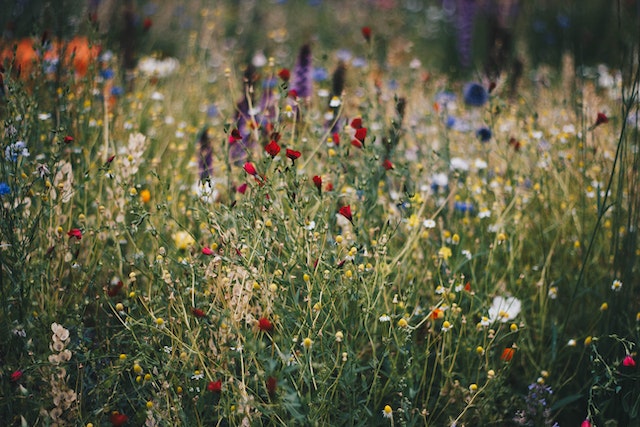 field of flowers