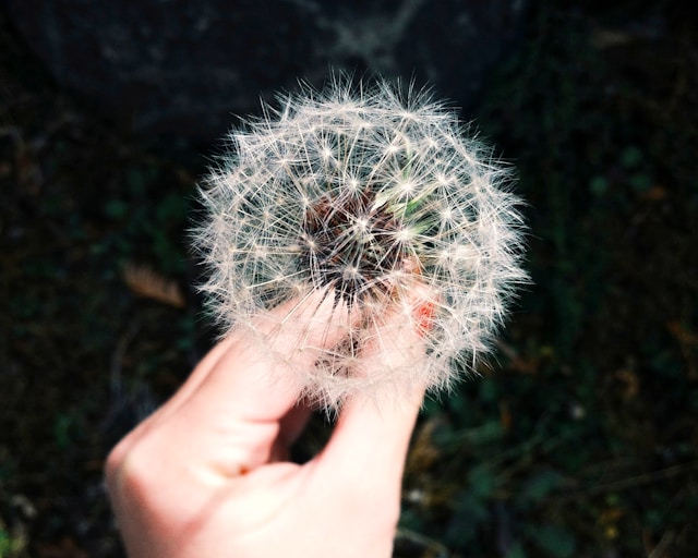 Dandelion weed