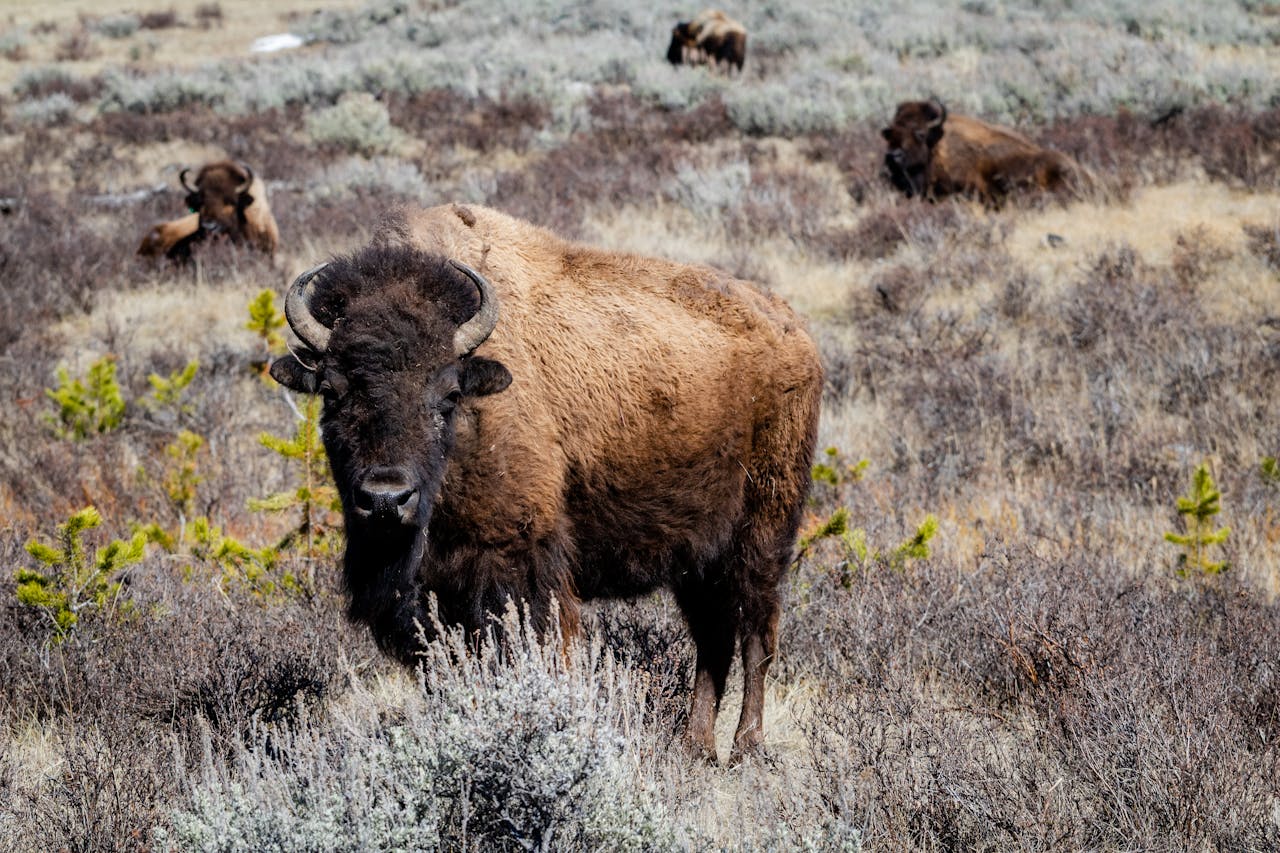 Wyoming